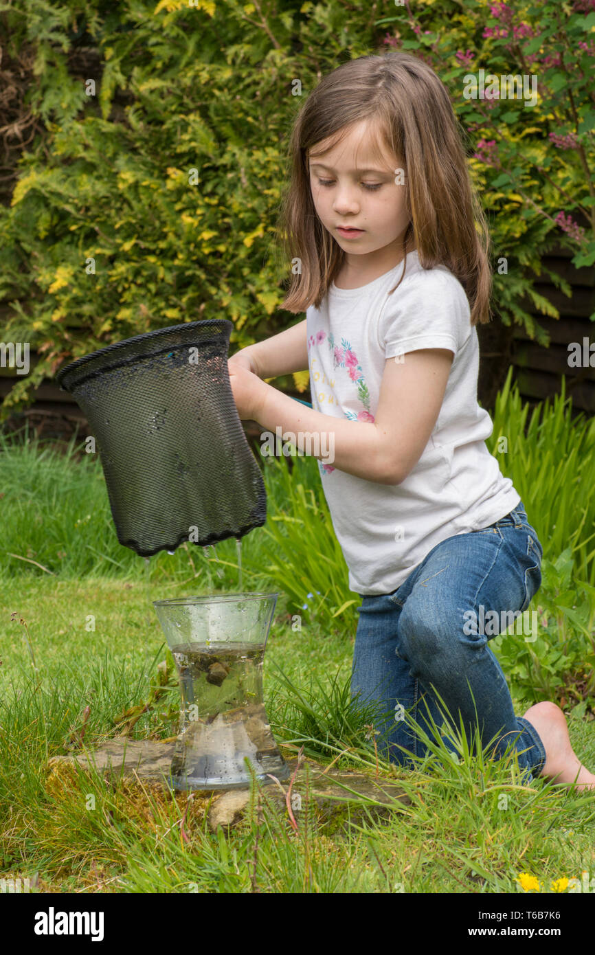 Junge Mädchen, acht Jahre alt, Teich tauchen, fang Teich leben, Kaulquappen, libellelarven im Netz, und setzt sie in den jar, Garten Tiere Teich, Stockfoto
