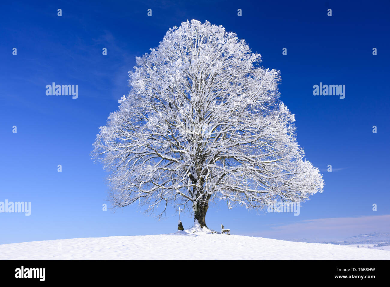 Linde, Gattung Tilia Stockfoto