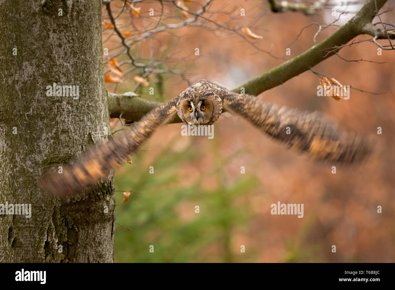 Waldohreule (Asio otus), auch das nördliche Waldohreule genannt, ist eine Pflanzenart aus der Gattung der Eule, die Rassen in Europa, Asien und Nordamerika. Stockfoto