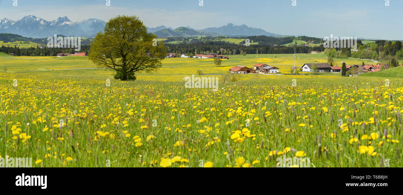 Löwenzahn Wiese im Frühling, Taraxacum Officinale, Deutschland, Europa Stockfoto