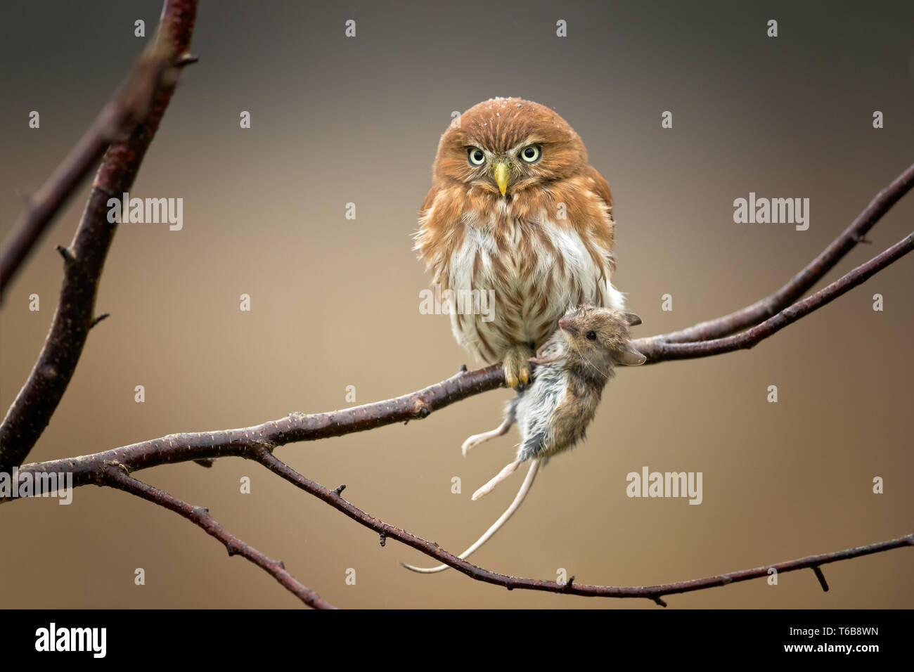 Eisenhaltige Sperlingskauz (Glaucidium brasilianum) ist eine kleine Eule, die Rassen in South-Central Arizona in den Vereinigten Staaten und in Südamerika Stockfoto