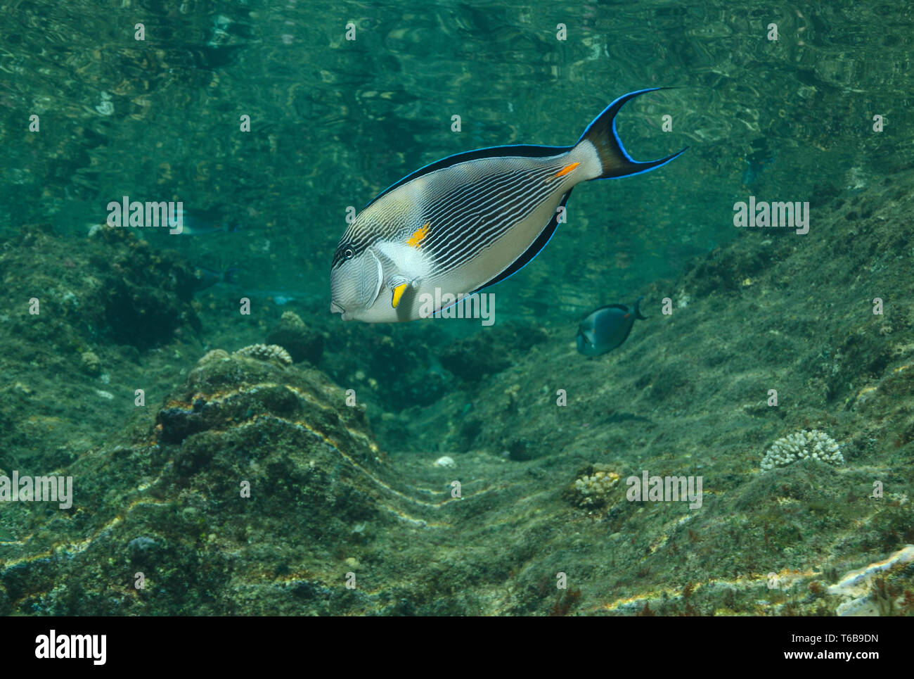 Red Sea Clown Chirurg, Acanthurus sohal, im flachen Wasser auf Riff, Rotes Meer, Hamata, Ägypten Stockfoto