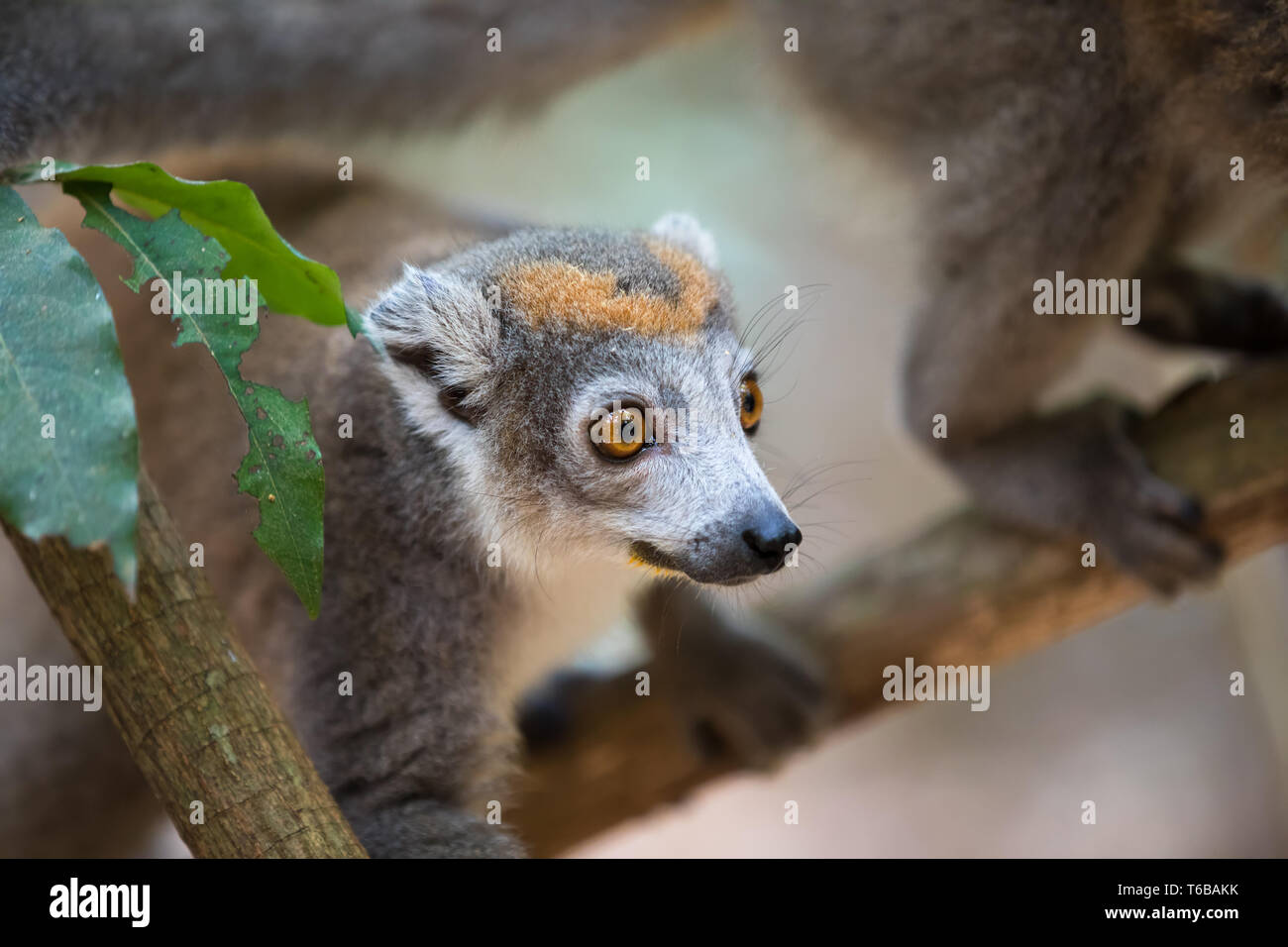 Gekrönt lemur Ankarana Nationalpark Stockfoto