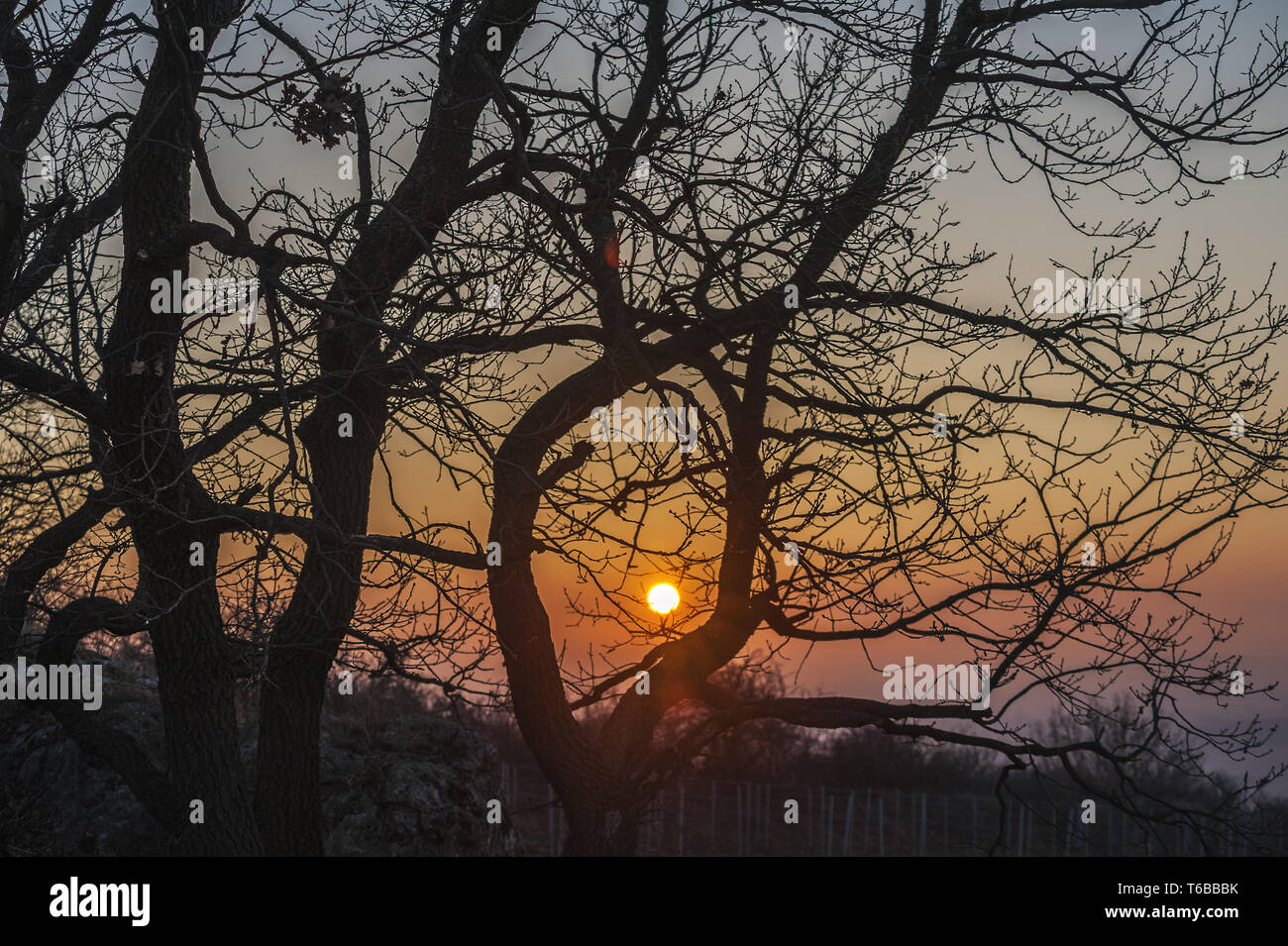 Sonnenuntergang mit Baum Gruppe auf dem Goldberg im Burgenland Stockfoto