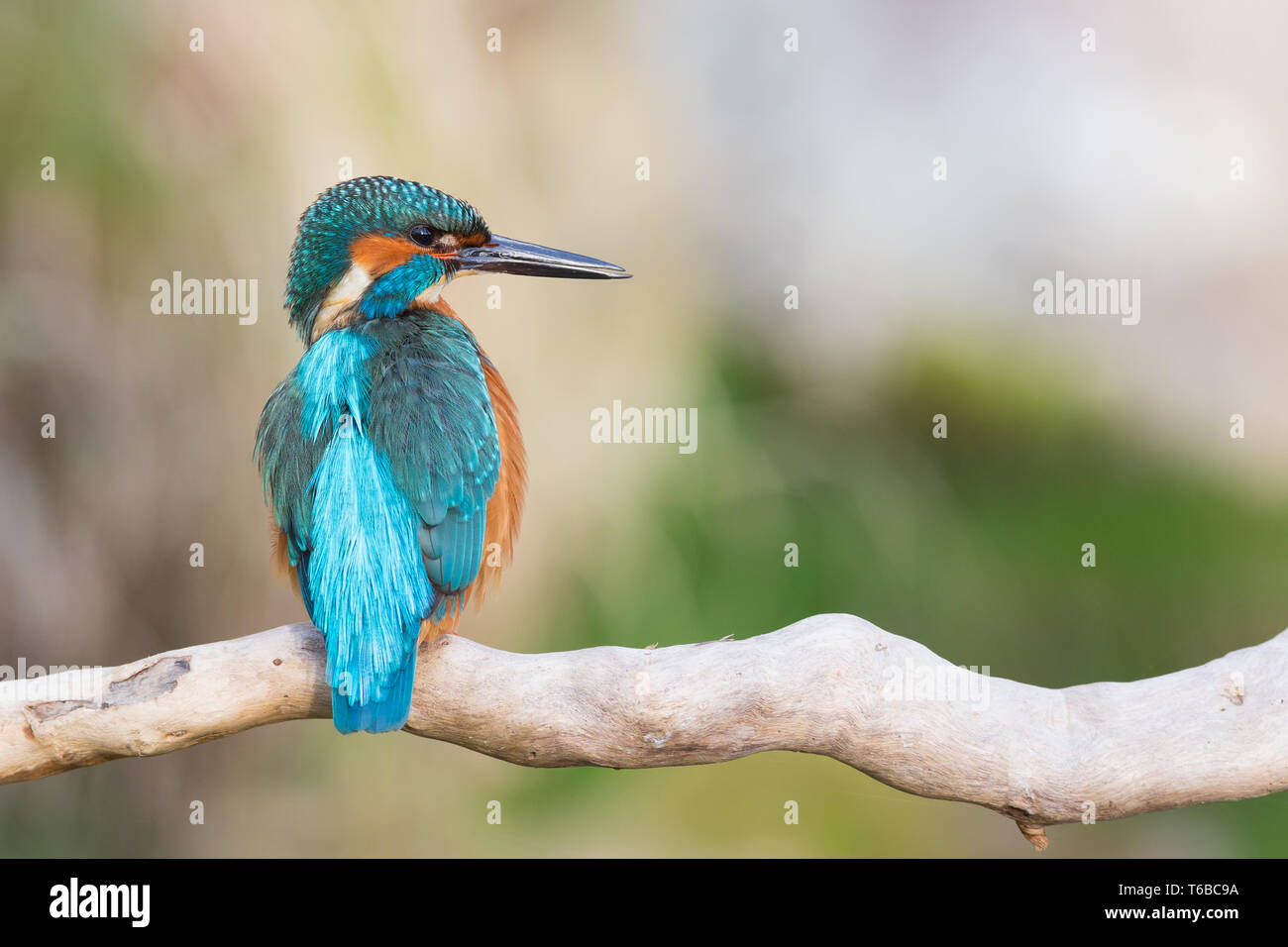 Gemeinsamen Europäischen Eisvogel, Alcedo atthis, Deutschland Stockfoto