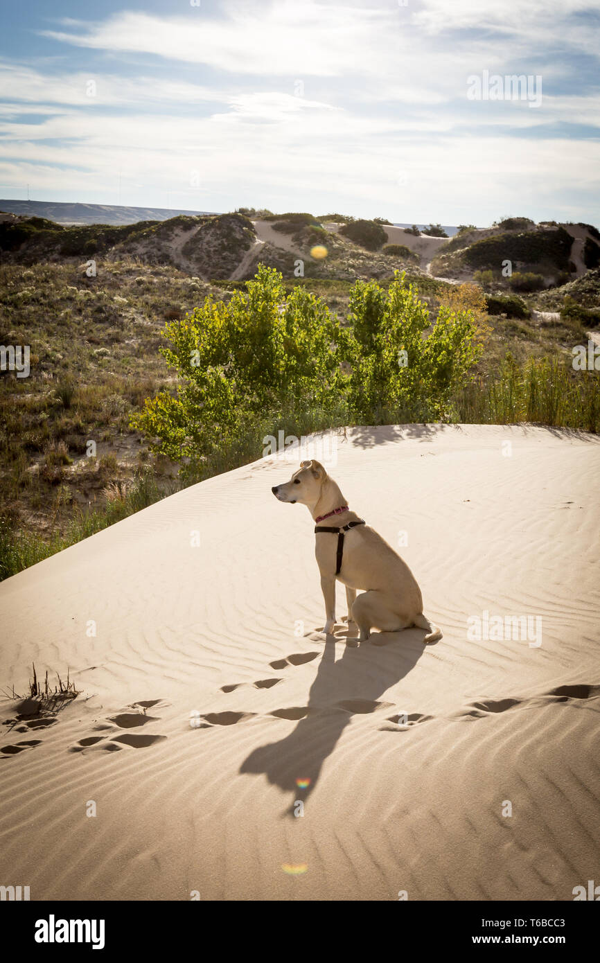 Hund auf einer Düne mit Schatten und Pfotenabdrücke im Sand Stockfoto