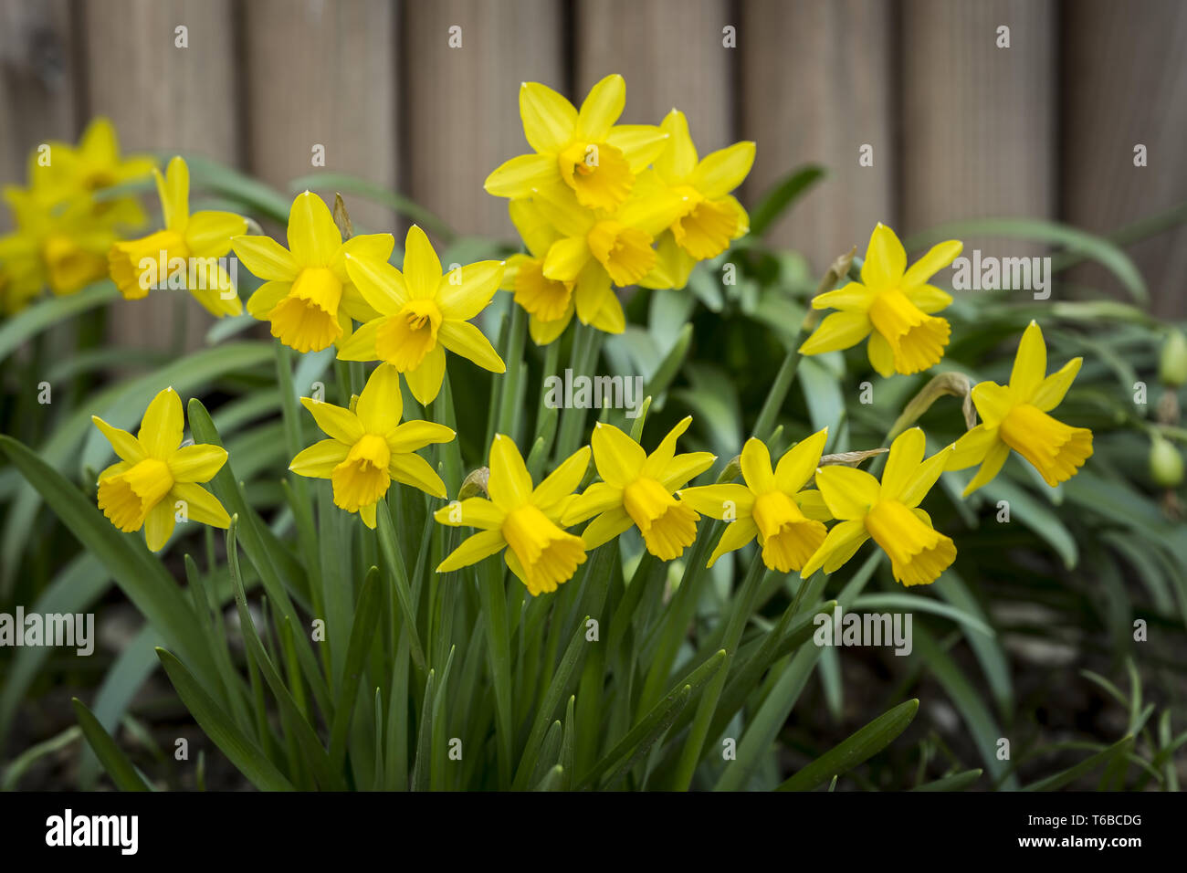 Jonquil oder Narzissen, Narzisse jonquilla, Familie Liliaceae Stockfoto