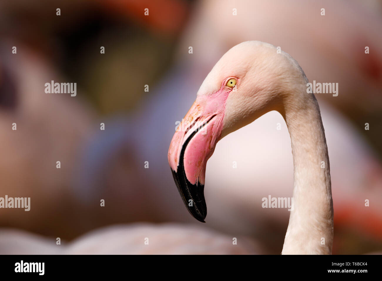 Rosa Flamingo (Phoenicopterus Roseus) Stockfoto