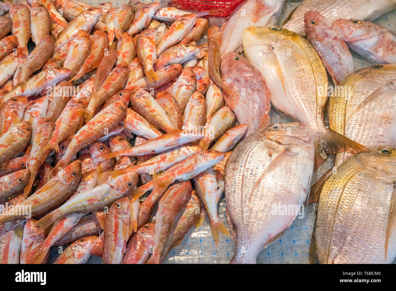 Frischer Fisch zum Verkauf auf einem Markt in Palermo, Sizilien Stockfoto