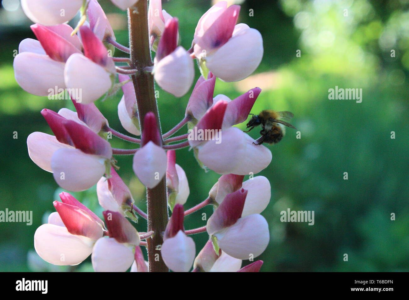 Lupine Blüte mit Insekt Stockfoto