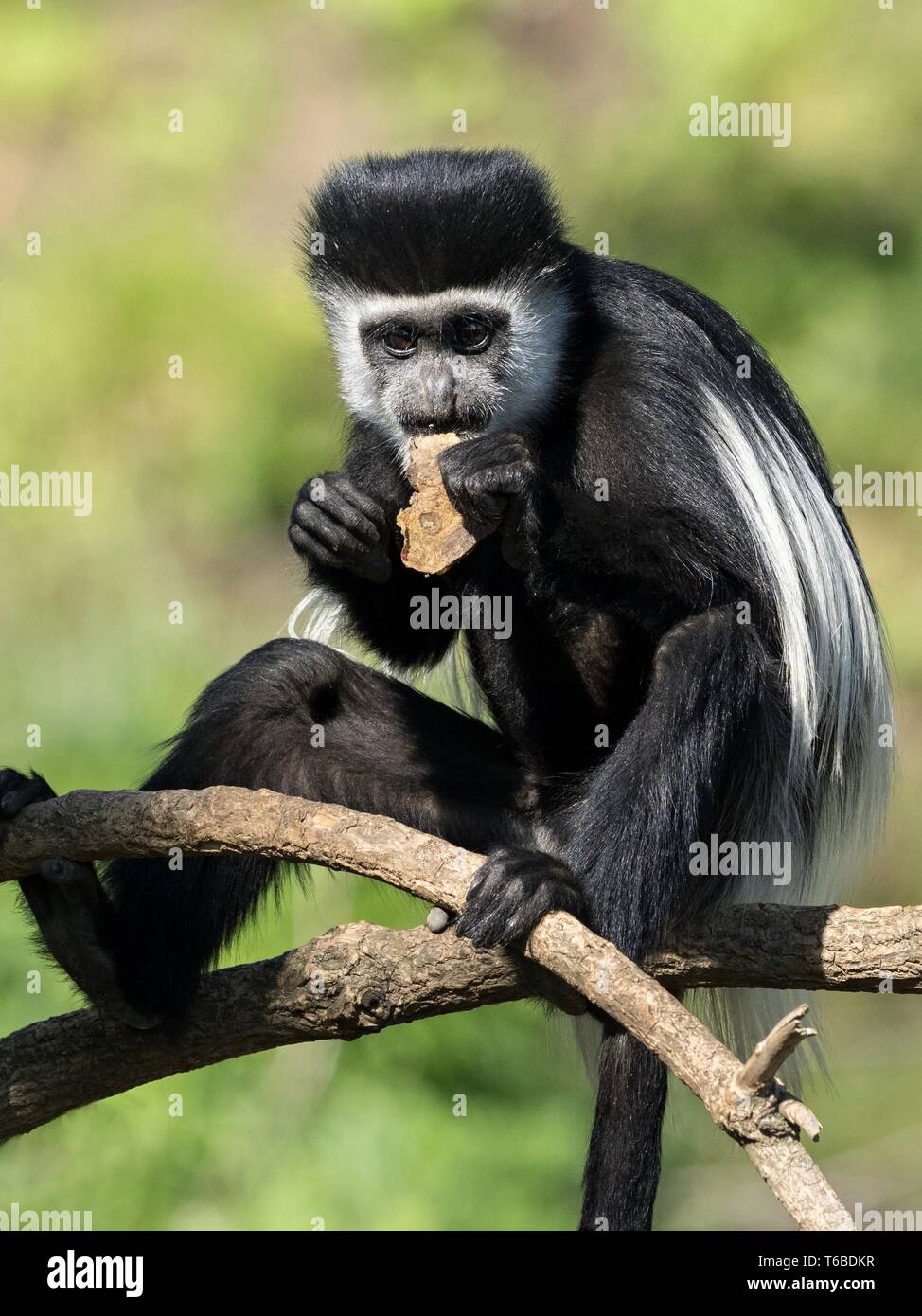 Mantled guereza (Colobus guereza) sitzen auf einem Ast. Er hält einige Lebensmittel mit seinen Händen und es isst. Die Beine sind mit einem anderen Zweig. (CTK Ph Stockfoto