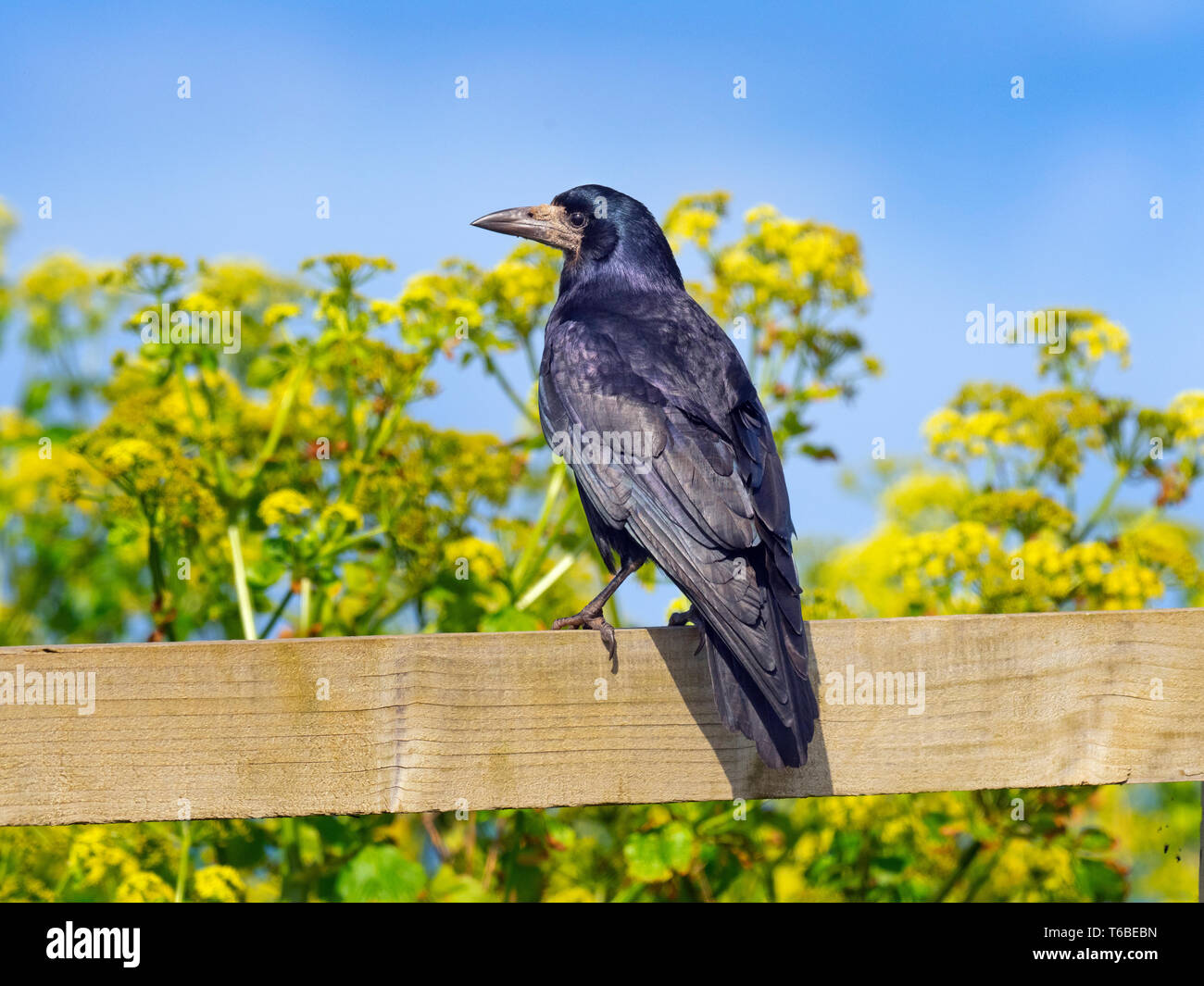 Saatkrähe Corvus frugilegus Fütterung im Grünland Ostküste Norfolk Stockfoto