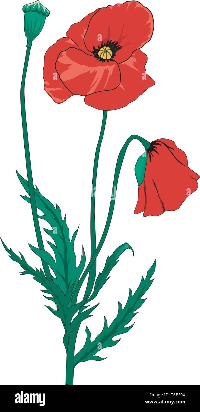 Red Poppy Vector Illustration Stock Vektor