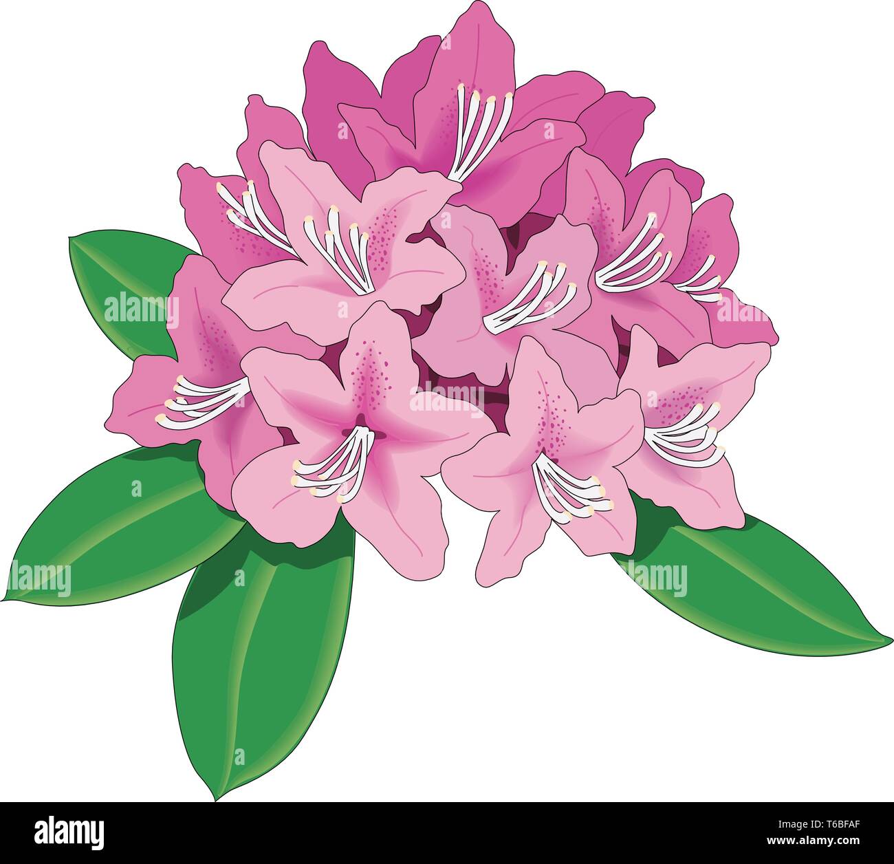 Rhododendron Vector Illustration Stock-Vektorgrafik - Alamy