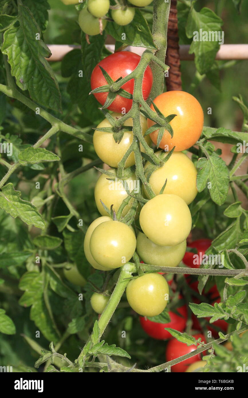 Grüne und rote Rebsorten Tomaten Stockfoto