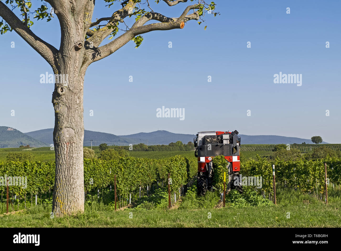 Weinlese mit einer Erntemaschine Stockfoto