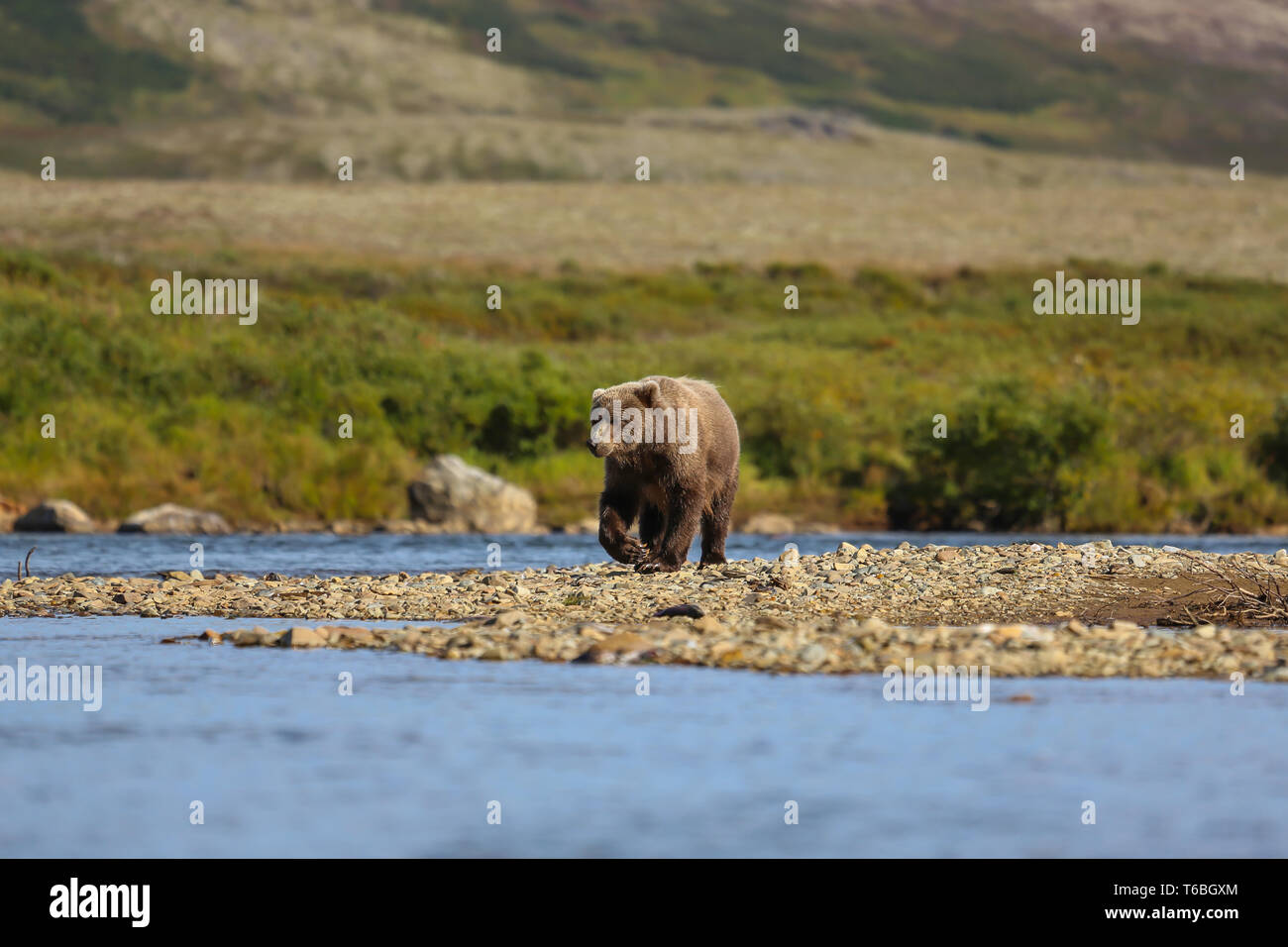 Ursus arctos horribilis, Alaskan Grizzlybären, Alaska Stockfoto