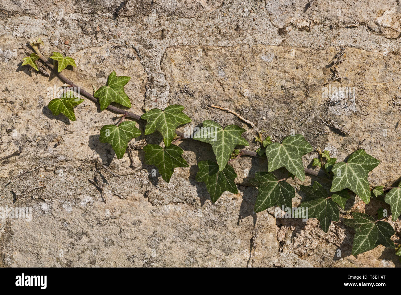 Efeu auf Sandstein Mauer Stockfoto