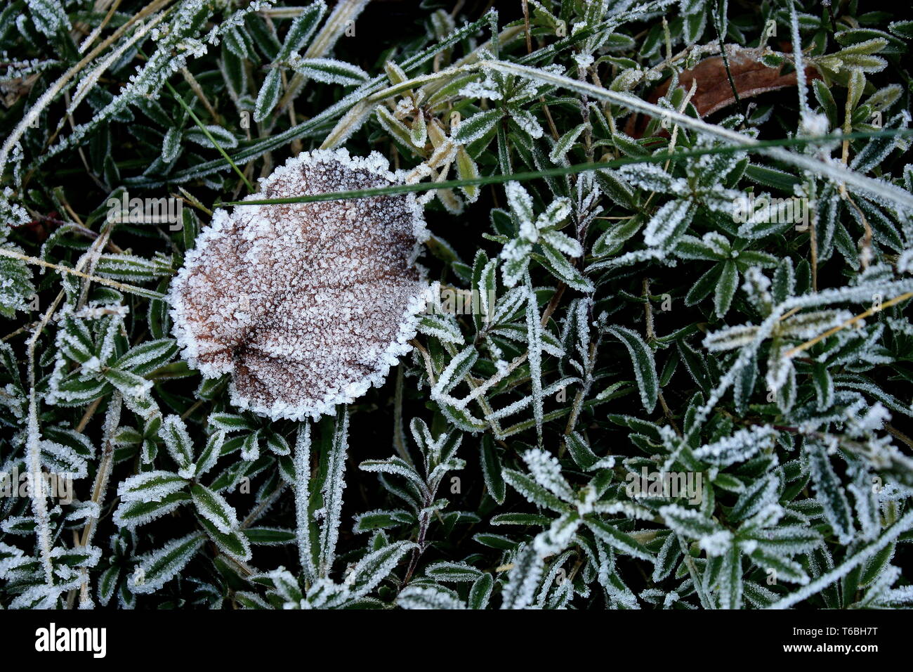 Frost auf der Wiese mit Blatt Stockfoto