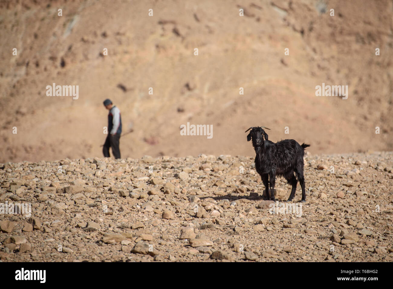 Junge Ziege in Atlas, Marokko Stockfoto