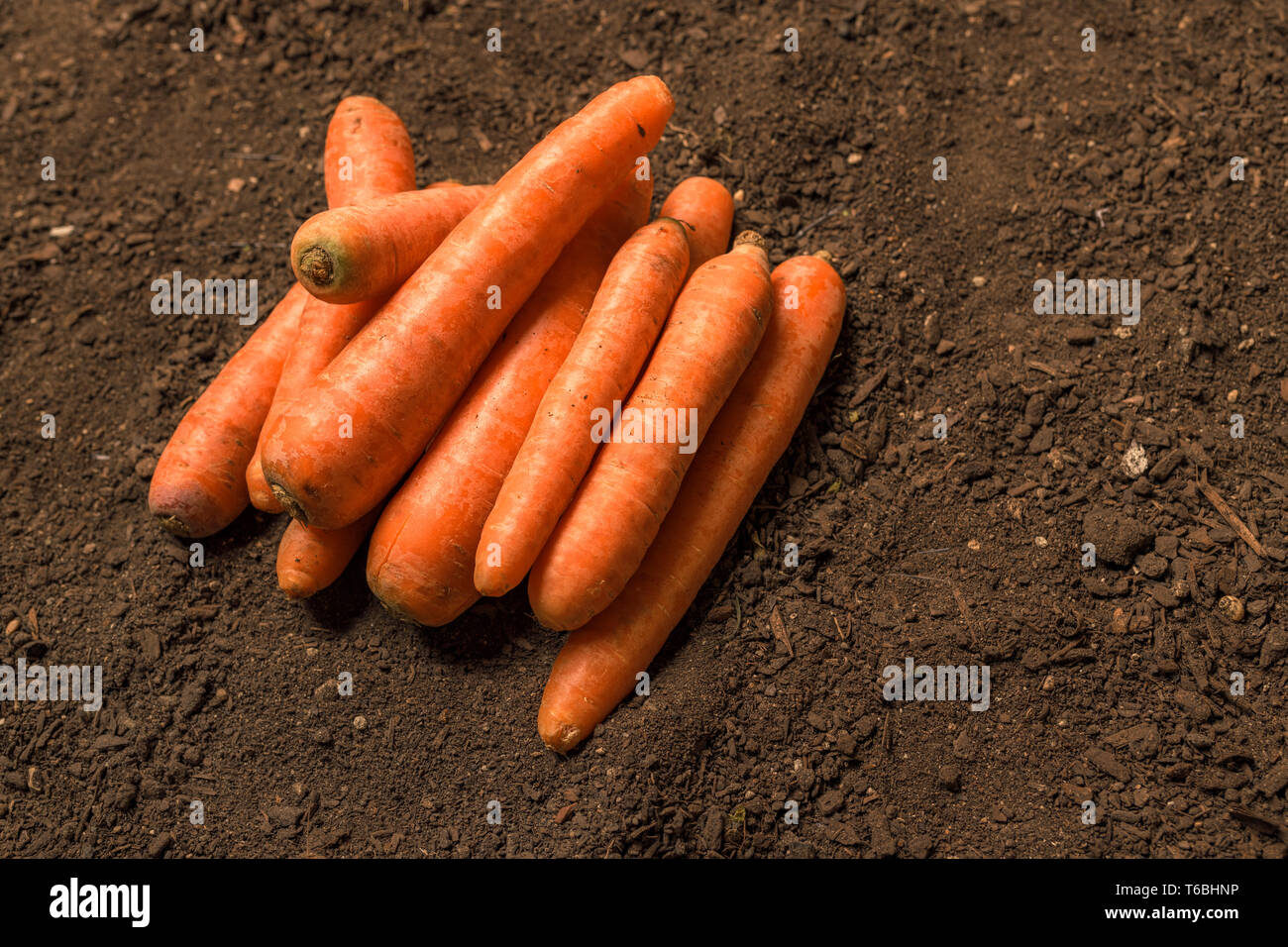 Organische homegrown Karotte auf dem Boden im Gewächshaus Stockfoto