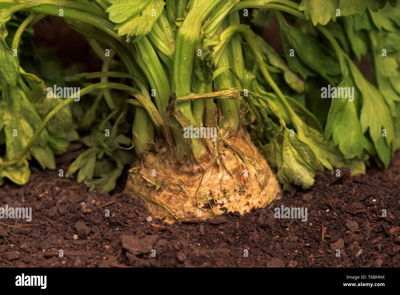 Sellerie oder Sellerie in Boden im Gemüsegarten, Nahaufnahme der Rübe - verwurzelt Sellerie Stockfoto