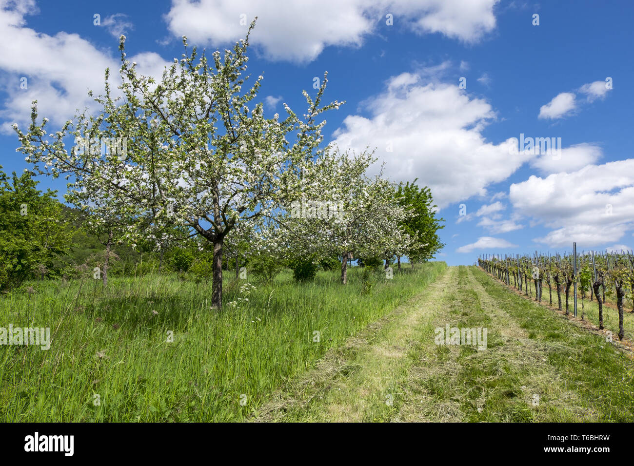 Blühende Obstbäume auf einen Weinberg, Süd Pfalz Stockfoto