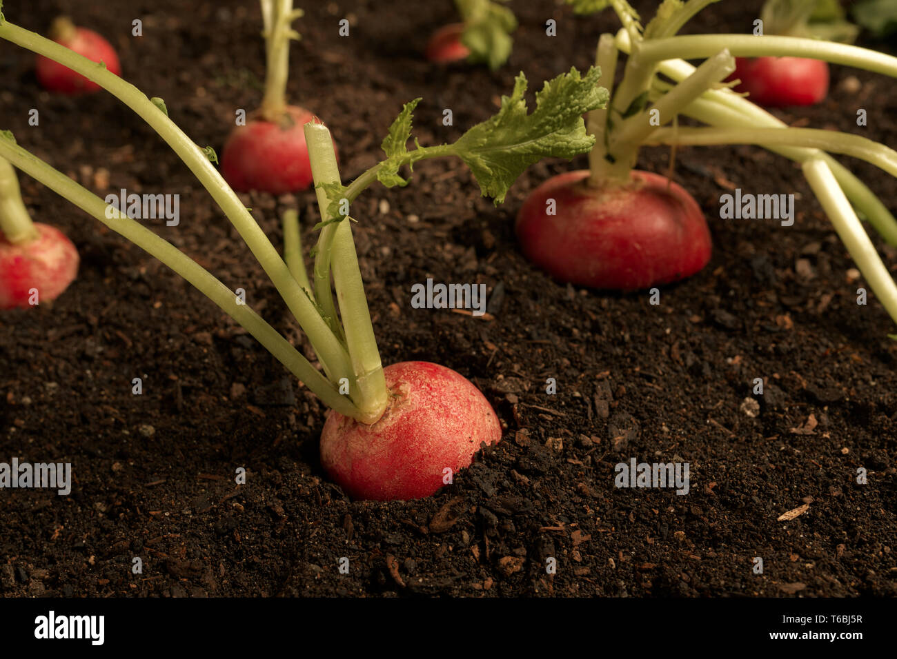 Reife rote Garten Radieschen in der Erde, in der Nähe Stockfoto