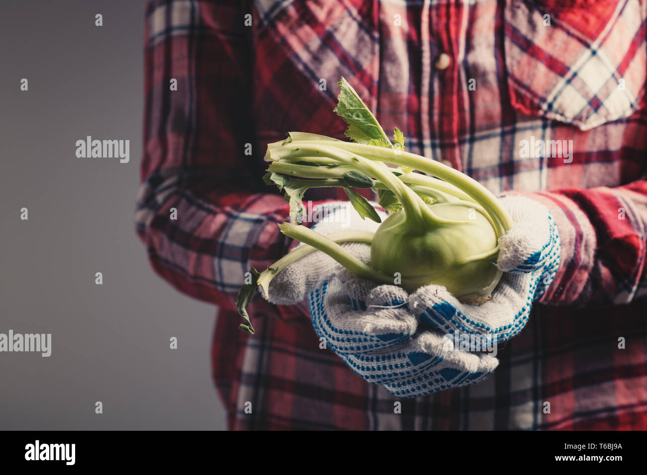 Bauer Holding homegrown Kohlrabi in Händen, in der Nähe der weiblichen Gärtner mit Ernte Wurzel-ernte Stockfoto