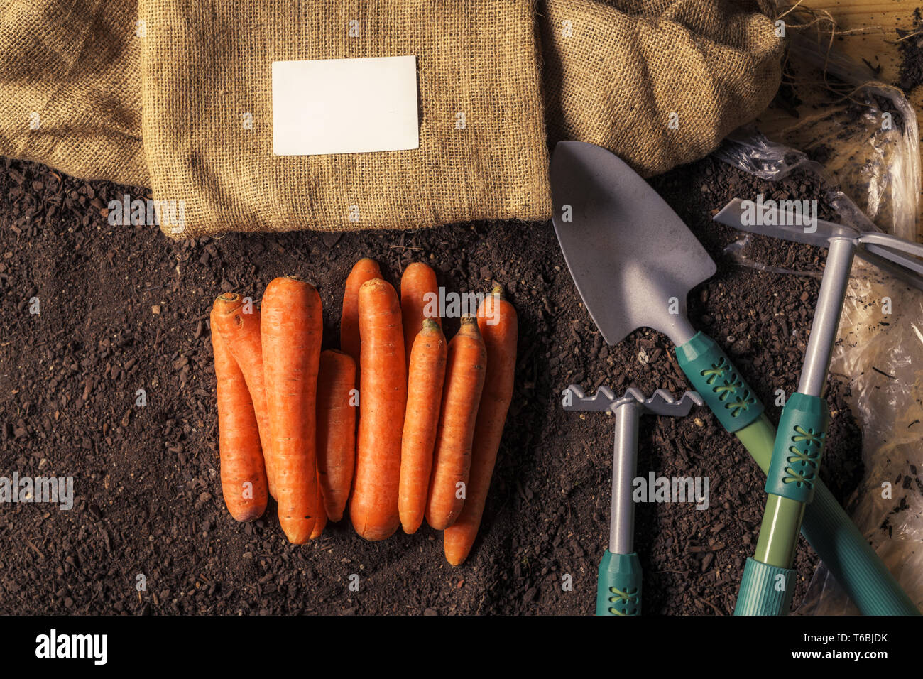 Bio Karotten wachsenden Business card Mock up mit geernteten Kartoffeln auf Garten Boden Stockfoto