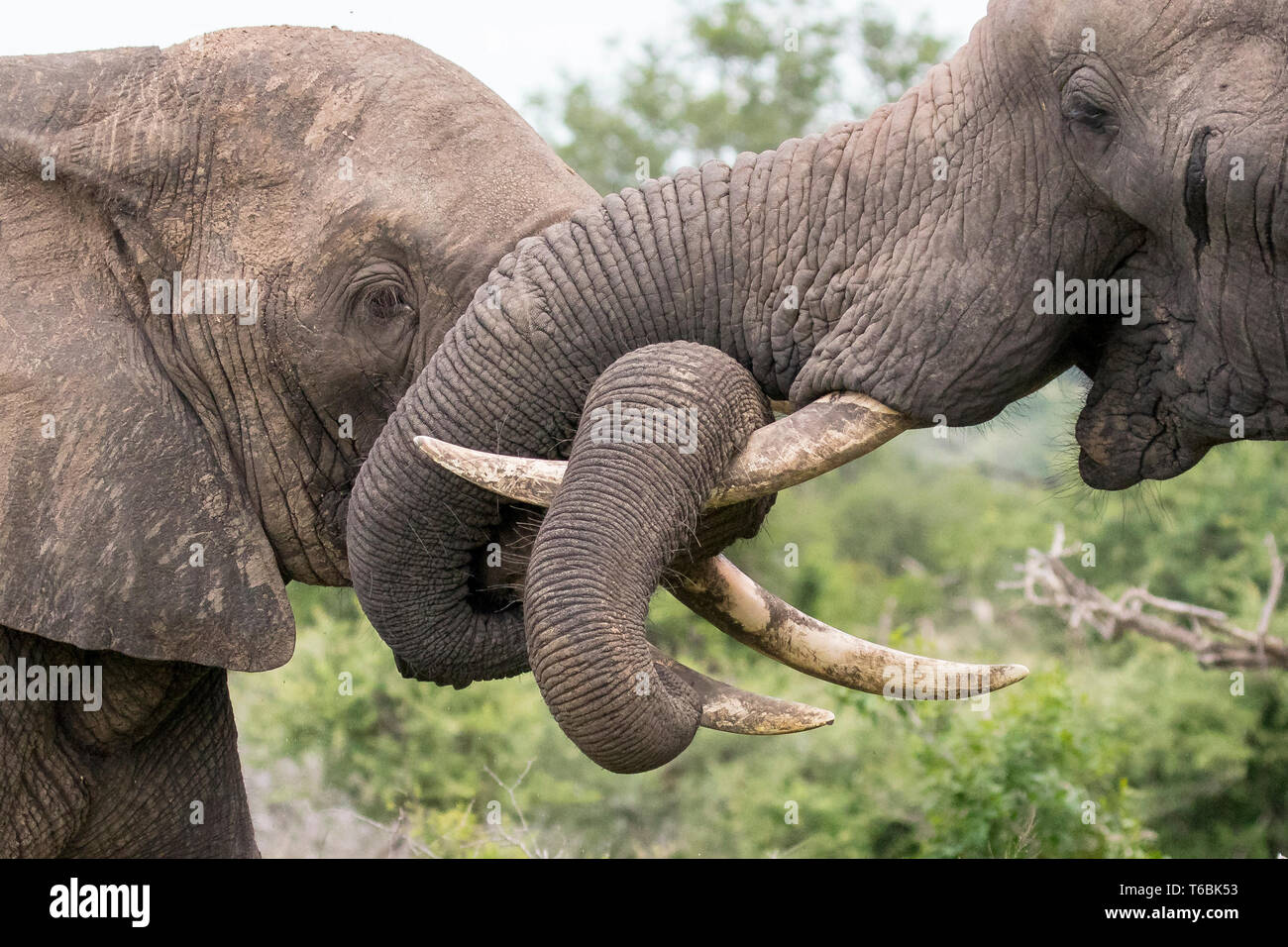Zwei Elefant, Loxodonta africana, ihre Stämme zusammen wickeln und um ihre stoßzähne, wie sie kämpfen spielen Stockfoto