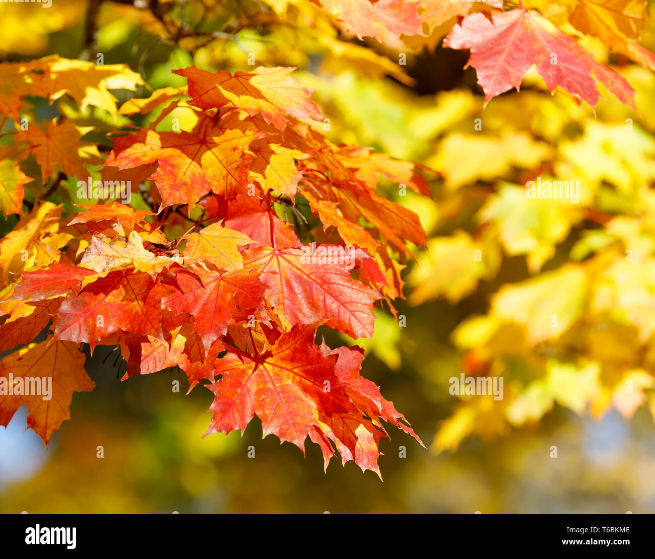 Orange Herbstlaub Hintergrund mit sehr flachen Fokus Stockfoto