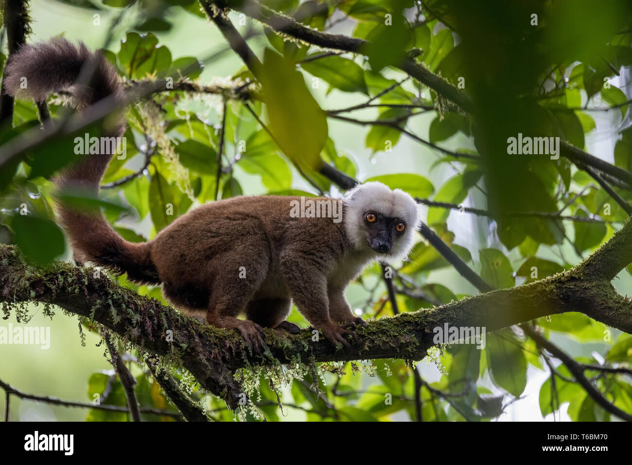 White-headed Lemur (Eulemur Albifrons) am Baum Stockfoto