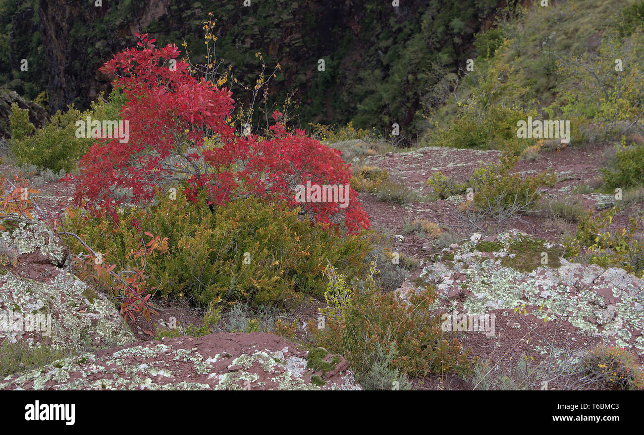 Herbstfärbung Stockfoto