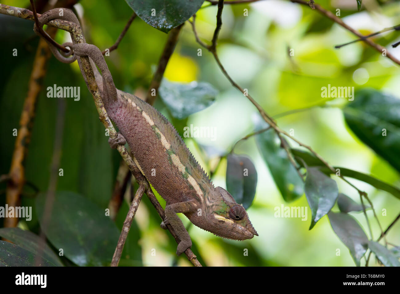 Panther chameleon (Furcifer pardalis) Stockfoto