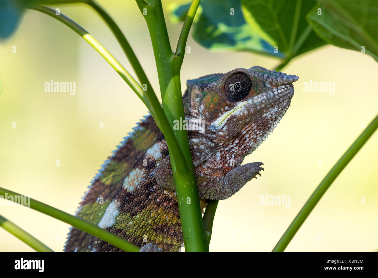 Panther chameleon (Furcifer pardalis) Stockfoto