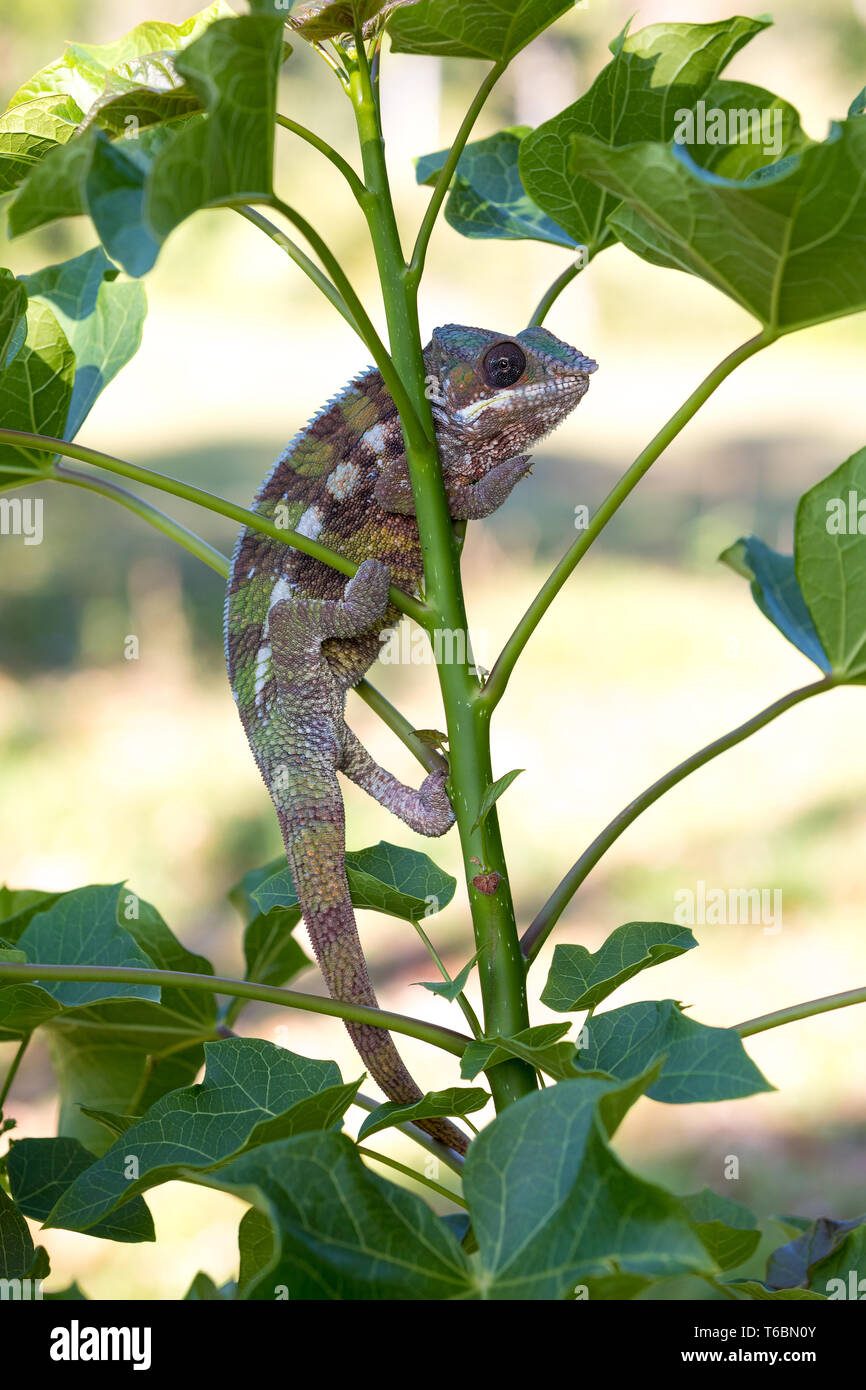Panther chameleon (Furcifer pardalis) Stockfoto