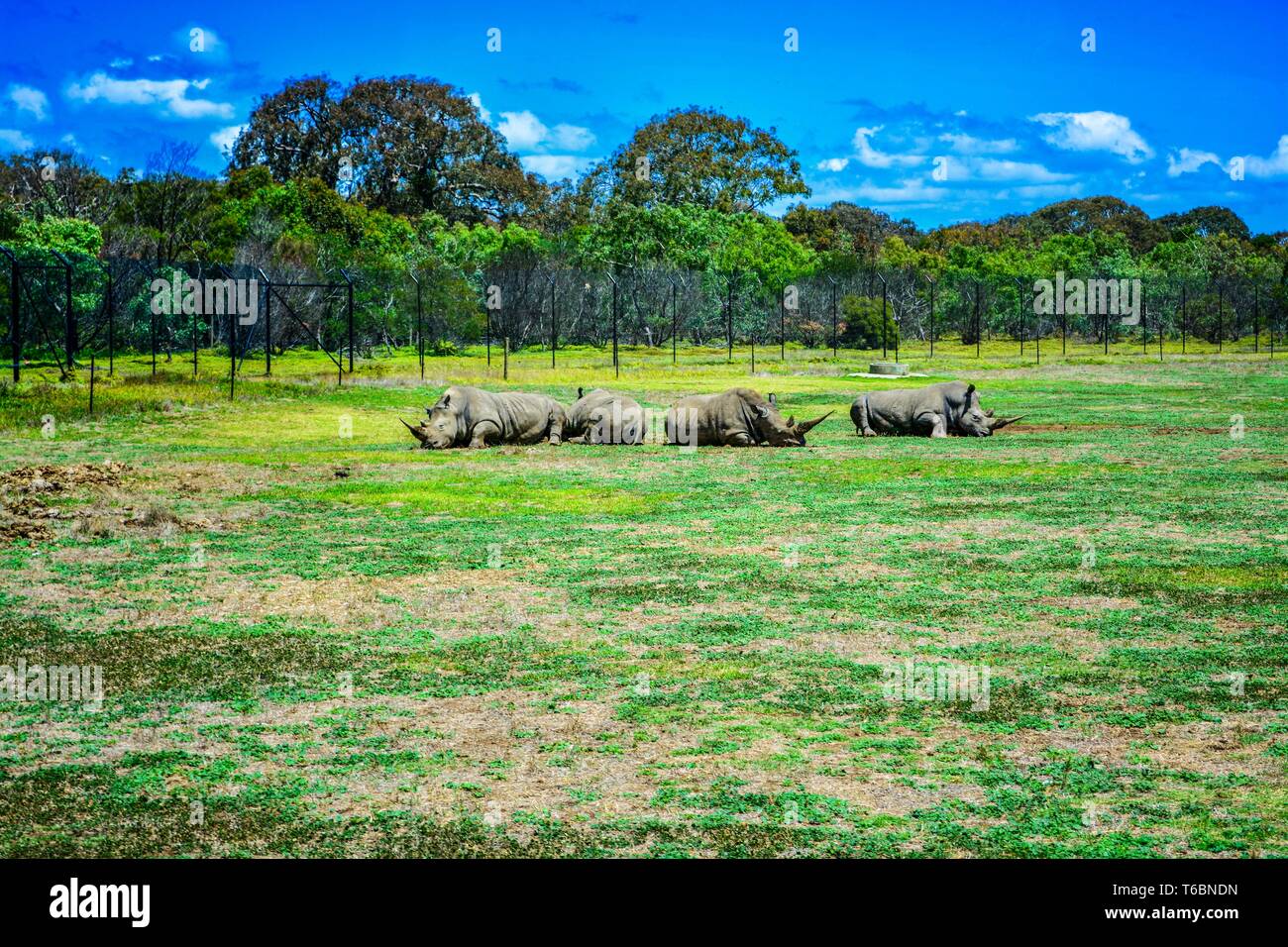 Gruppe Südliches Breitmaulnashorn ruht. Stockfoto