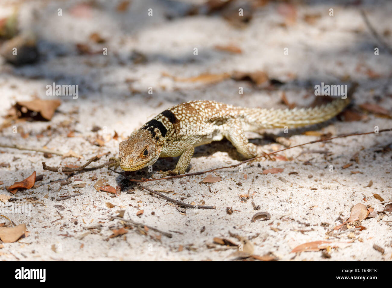 Gemeinsame kleine collared iguanid Lizard, Madagaskar Stockfoto