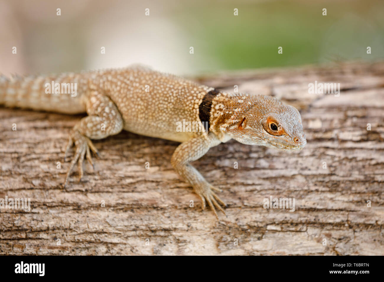 Gemeinsame kleine collared iguanid Lizard, Madagaskar Stockfoto