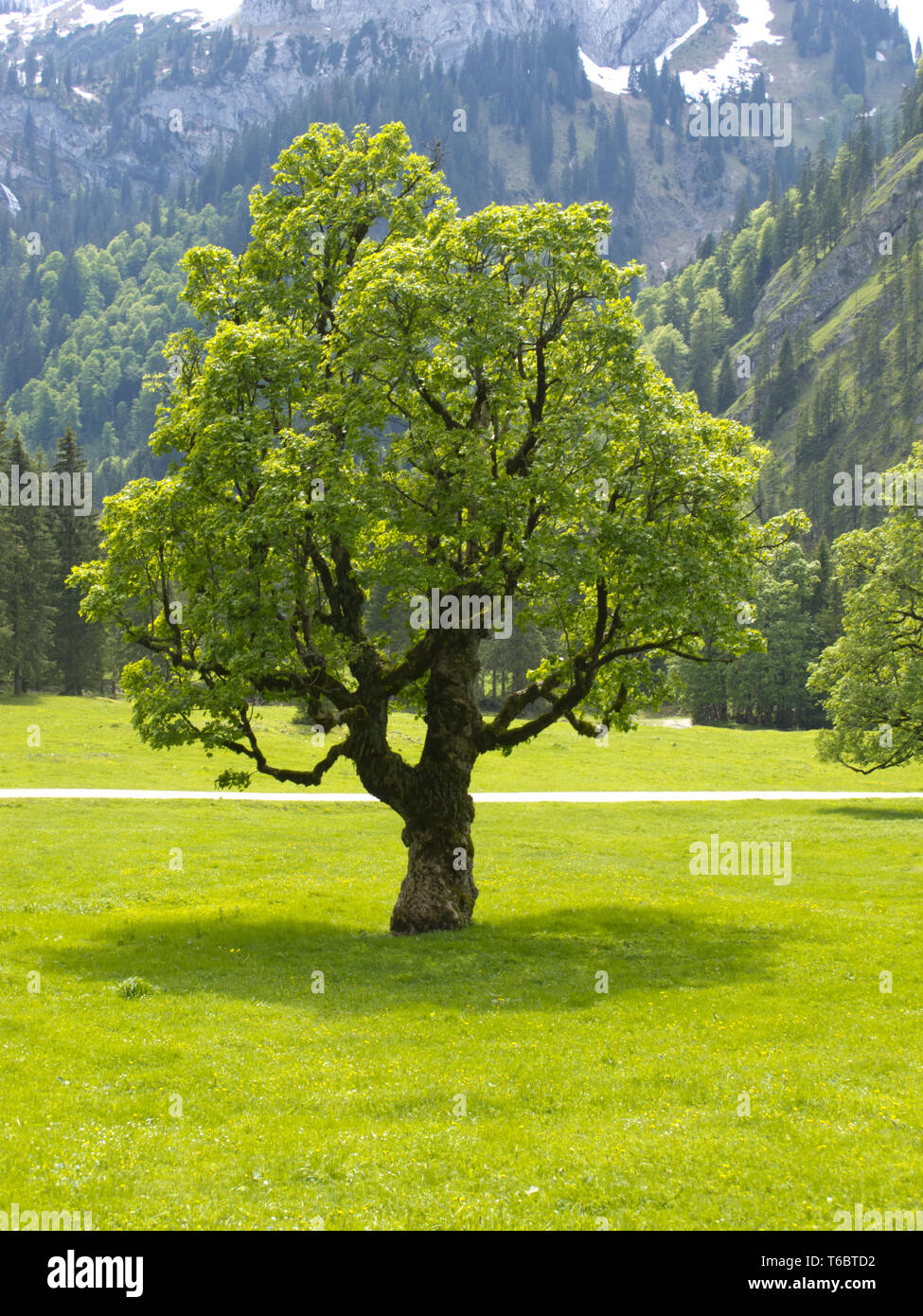 Einzigen großen Ahornbaum in der Wiese Stockfoto