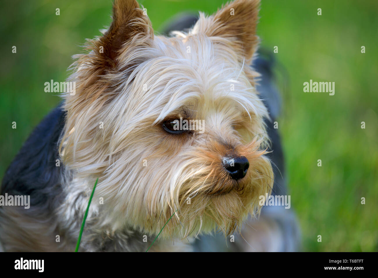 Süße kleine Yorkshire Terrier Stockfoto