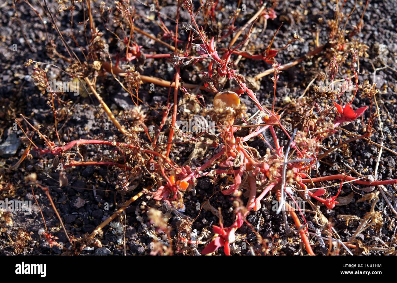 Getrocknete Malesherbia auristipulata Pflanze, die auf schwarzen vulkanischen Asche in ariden Landschaft der Atacama Wüste - Chile Stockfoto