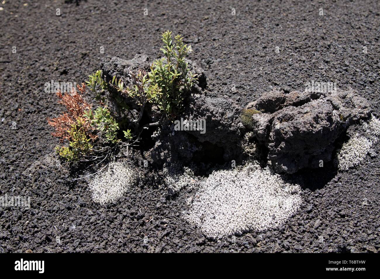 Isolierte getrocknete Pflanzen auf schwarzen vulkanischen Asche in Zentralchile Stockfoto