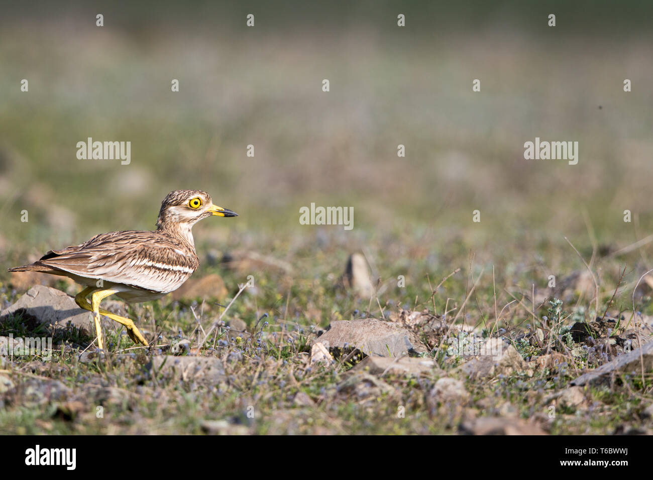 Eurasischen Stein curlew Stockfoto