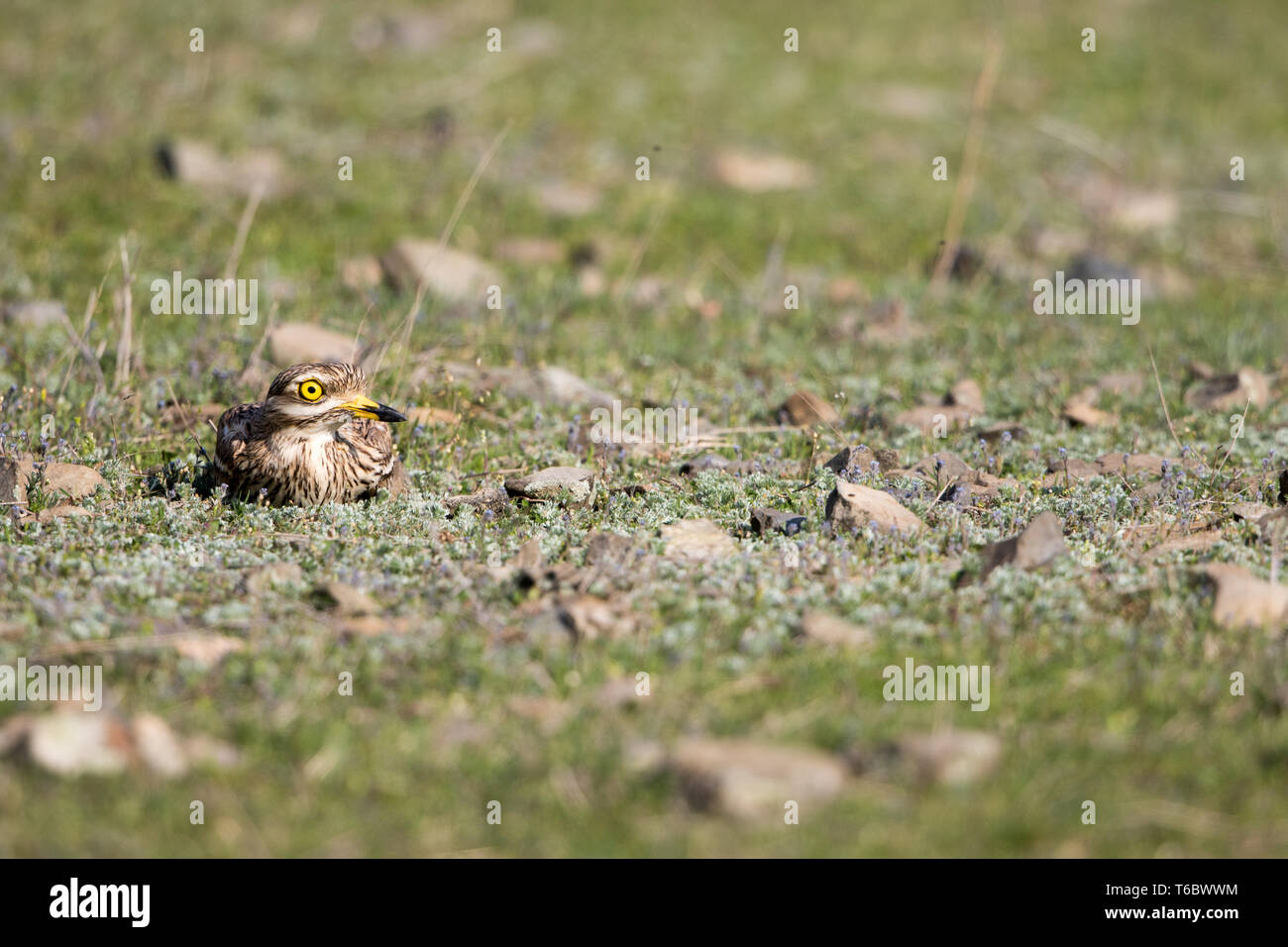 Eurasischen Stein curlew Stockfoto