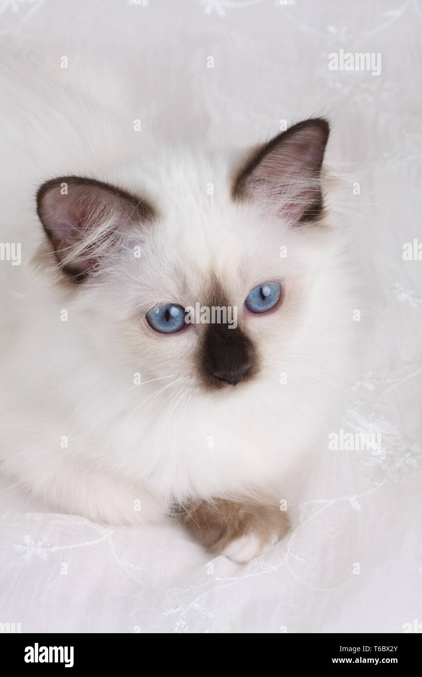 Heilige Birma Katze, Heilige Birma Stockfotografie - Alamy