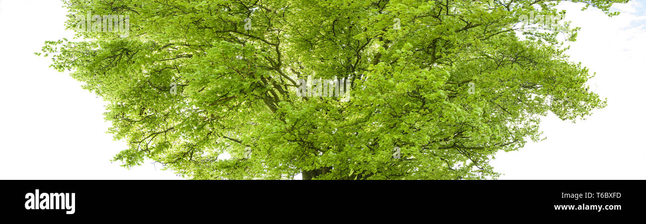 Baumkrone von Einzel- und alte Buche in Bayern, Deutschland Stockfoto