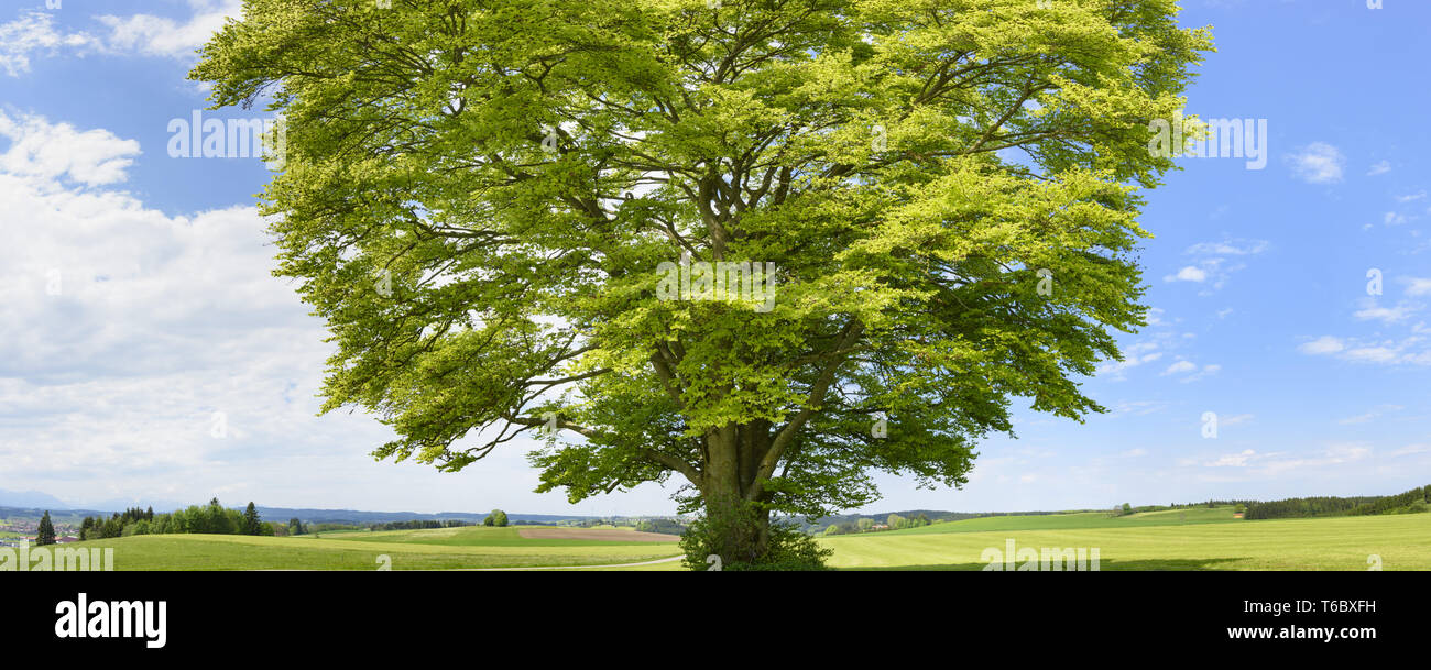 Baumkrone von Einzel- und alte Buche in Bayern, Deutschland Stockfoto