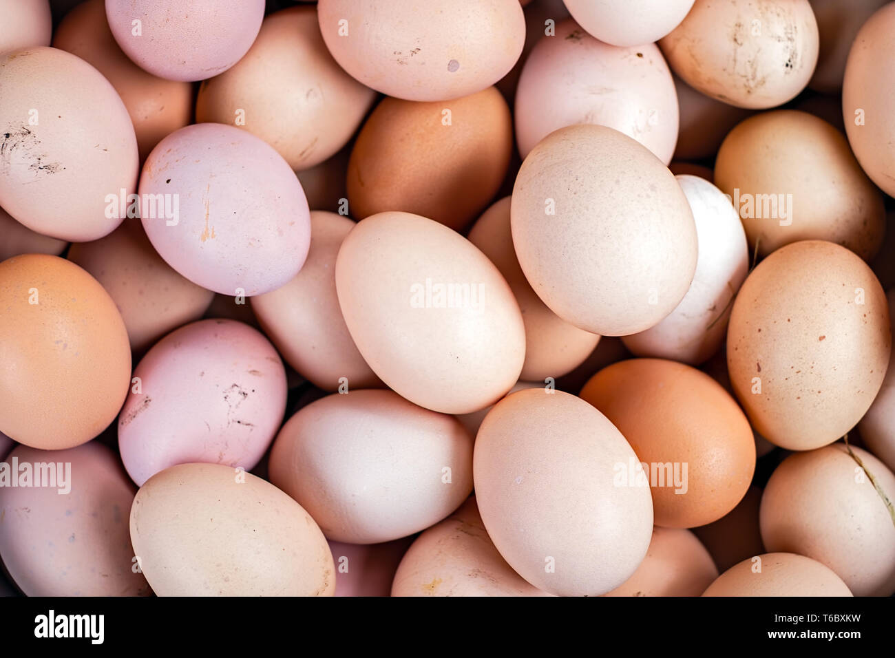 Bündel von frischem huhn eier gesammelt Stockfoto